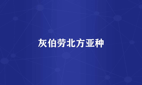 灰伯劳北方亚种