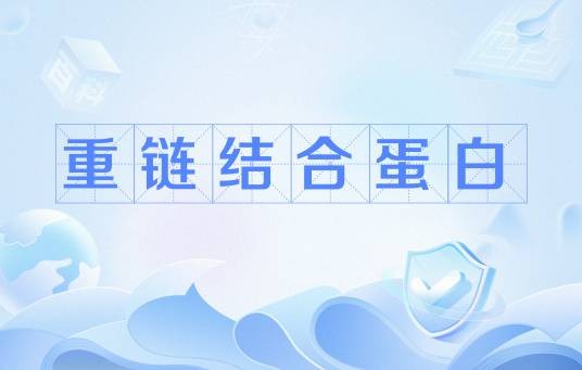 重链结合蛋白