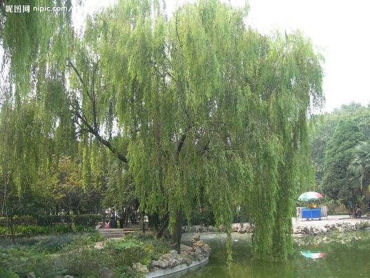 垂柳(杨柳科柳属植物)
