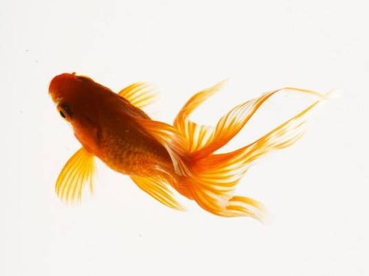 fish（2022年中信出版集团出版的图书）