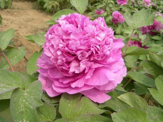 彩绘（芍药属牡丹栽培品种）