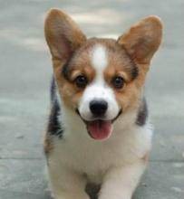 卡迪根威尔士柯基犬