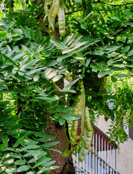 皂荚（中药）