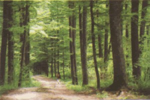 玉皇山国家森林公园