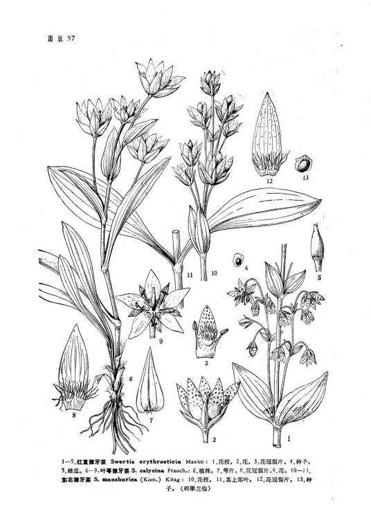 东北獐牙菜