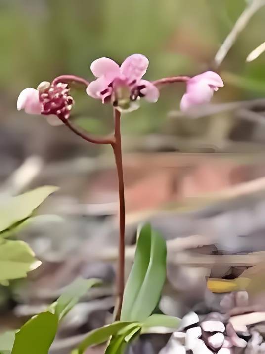 喜冬草属