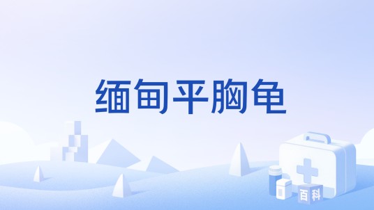 缅甸平胸龟
