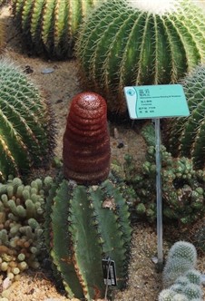 蓝云（花座球属植物）