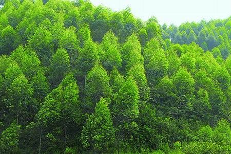 林地（成片的天然林、次生林和人工林覆盖的土地）