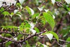 川鄂山茱萸(山茱萸科山茱萸属植物)