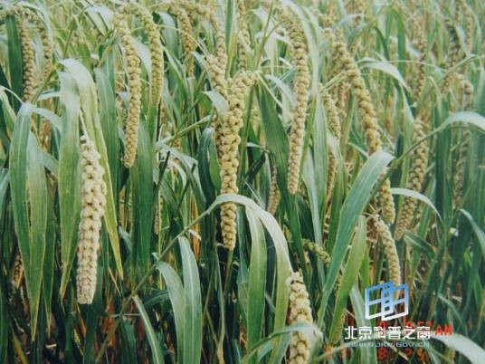 粟（禾本科狗尾草属植物）