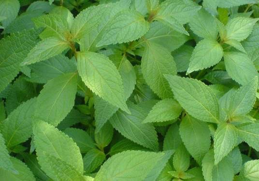 连州溪黄草