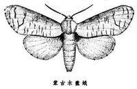 木蠹蛾