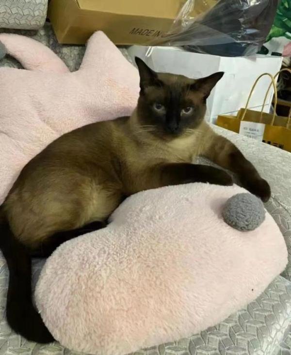 确诊者家中3只猫核酸阳性被安乐死