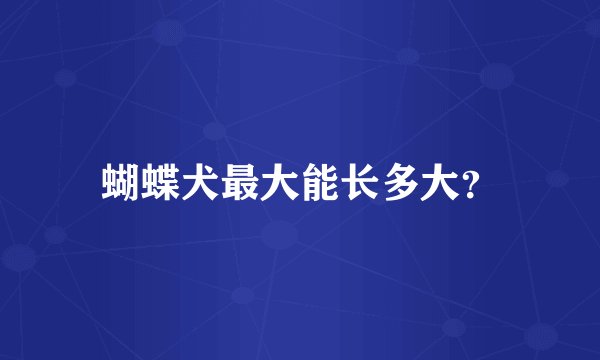 蝴蝶犬最大能长多大？