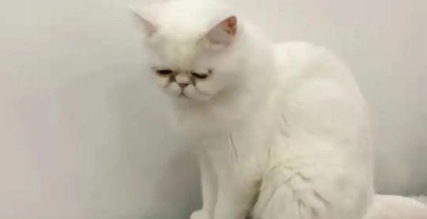确诊者家中3只猫核酸阳性被安乐死