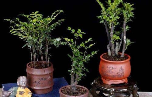 檀香木盆景怎么养护方法与注意事项