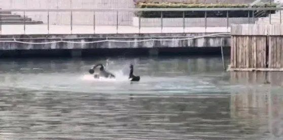 南京一体育生游泳被黑天鹅吊打满背伤痕,黑天鹅会主动攻击人吗?