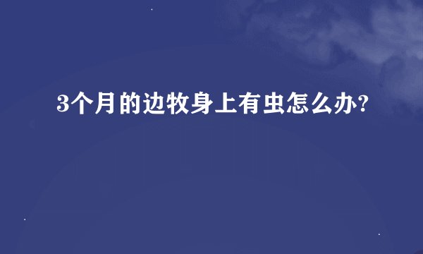 3个月的边牧身上有虫怎么办?