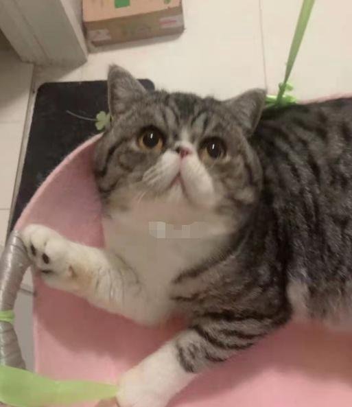 确诊者家中3只猫核酸阳性被安乐死