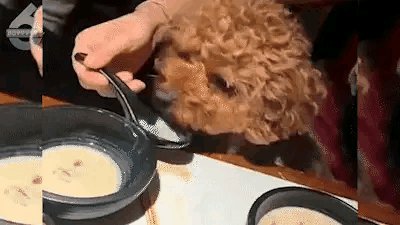中山一市民带狗狗进饭店站婴儿座椅里进食,你能理解这种行为吗?