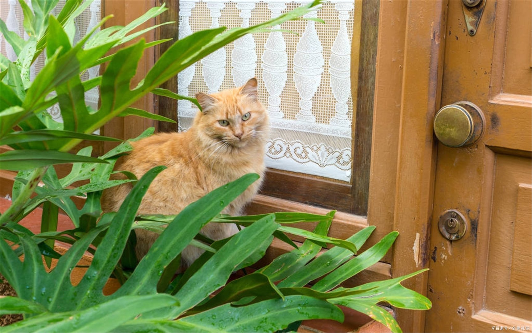 在哪买猫咪靠谱？