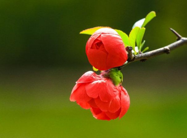 又香又美的花朵填空答案有哪些？