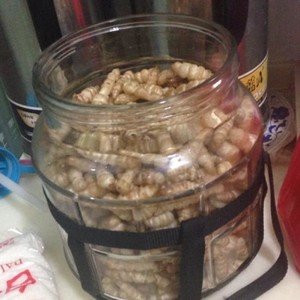 糖醋螺丝菜的做法大全