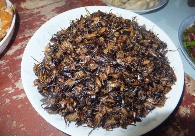 蟋蟀能吃吗？