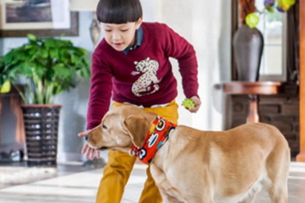 神犬小七中的狗狗小七资料：现实生活中主人是谁？都演过什么电视剧？有演过电影吗？