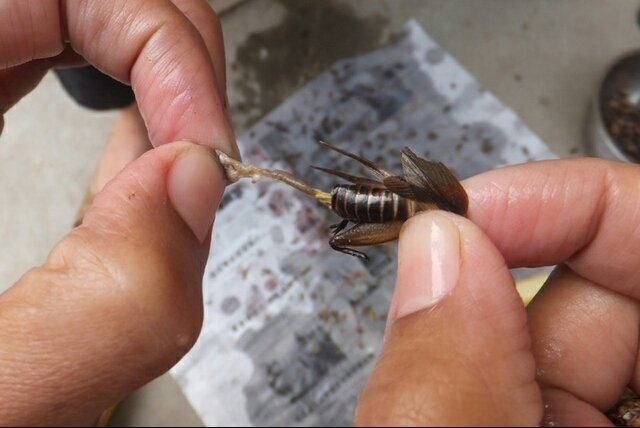 蟋蟀能吃吗？