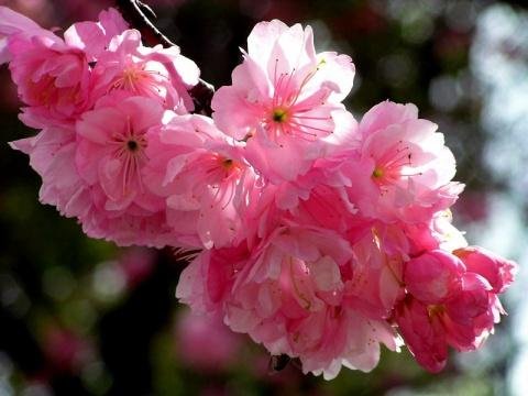 梅花花期多久？