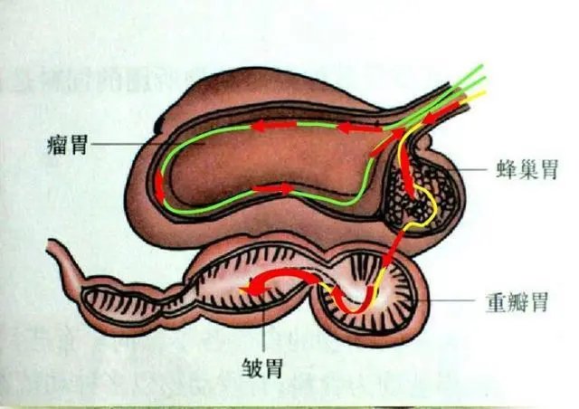 牛和羊有几个胃,作用是什么?