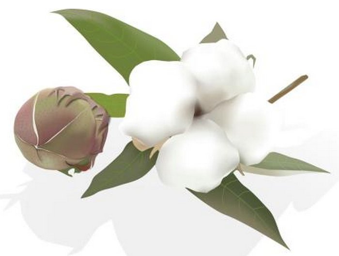 开花结桃,桃不能吃.打一物 为什么是棉花?