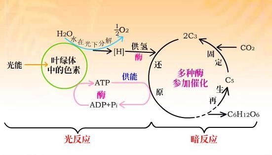 光合作用的图解、方程式以及过程。