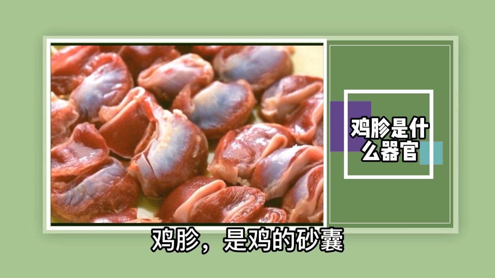 鸡胗是什么器官？