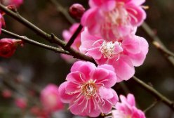 梅花古诗王安石古诗拼音版