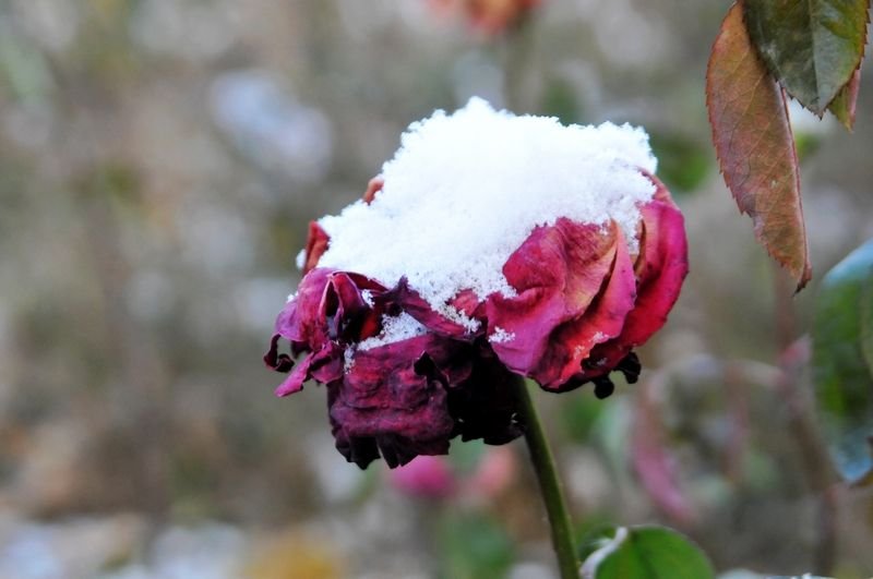瑞雪兆丰年，是什么意思