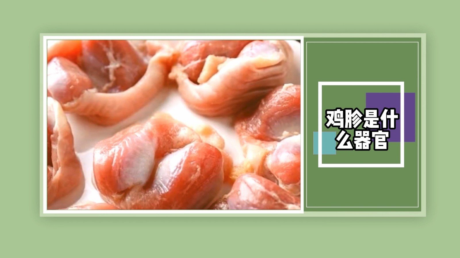 鸡胗是什么器官?