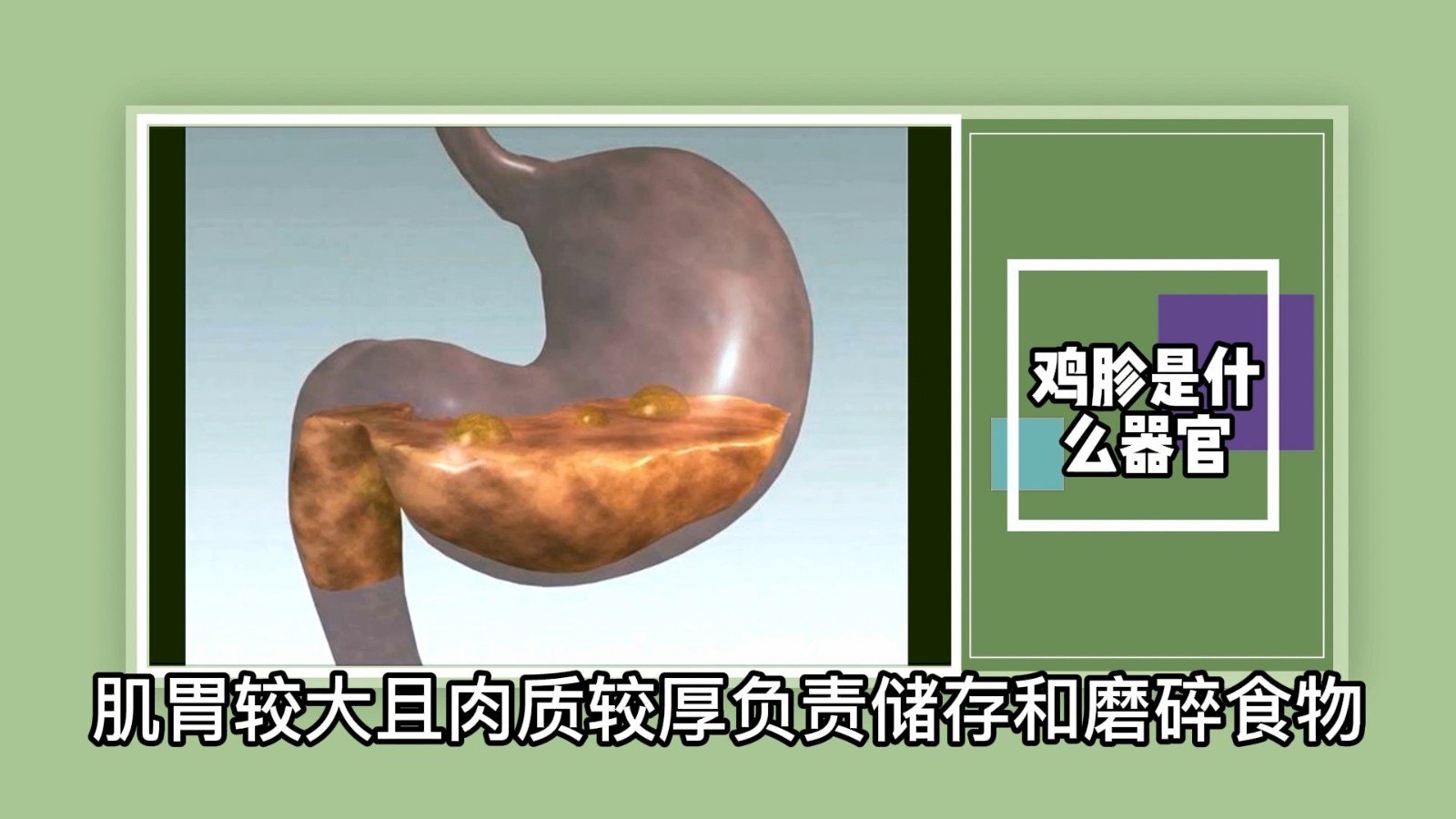 鸡胗是什么器官?