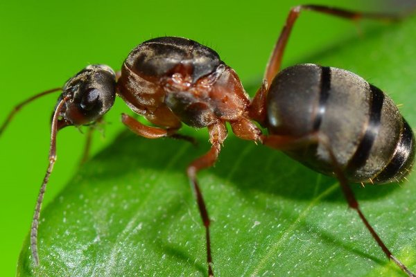 英语“ant”是什么意思?