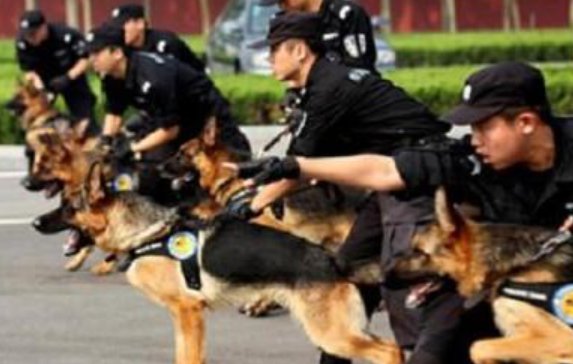 警犬退役后将会受到什么待遇?