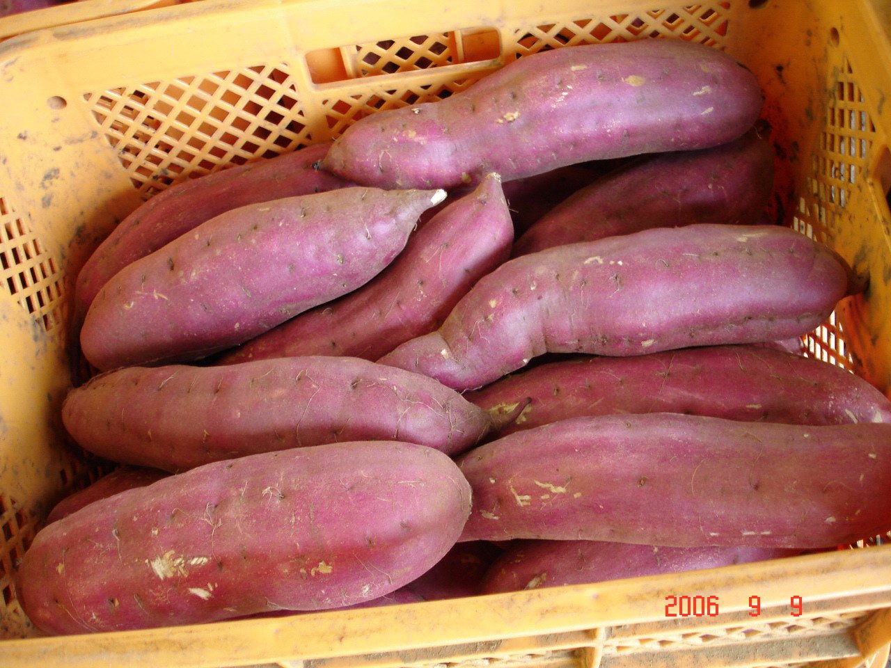 甘薯是什么
