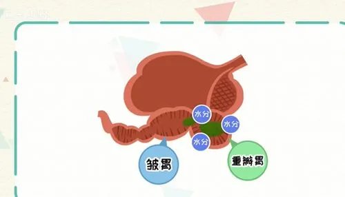 牛和羊有几个胃,作用是什么?