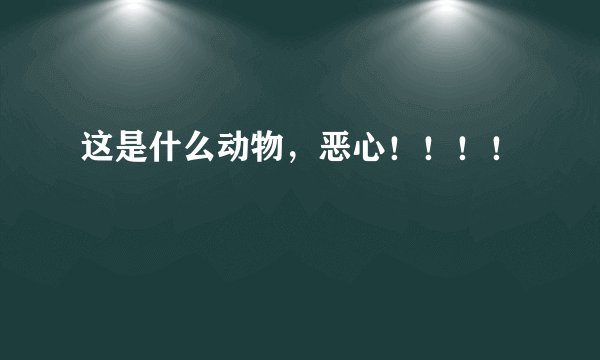 这是什么动物，恶心！！！！