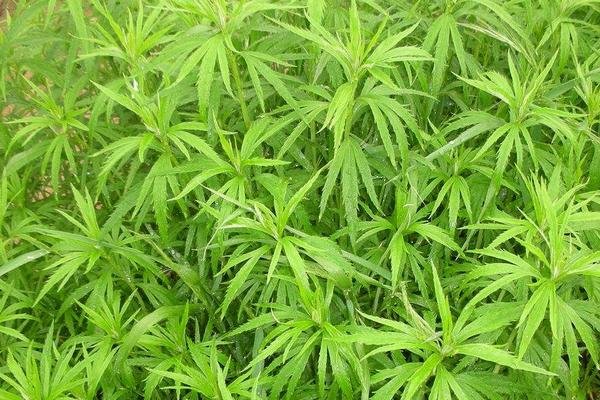 芦蒿和茼蒿的区别