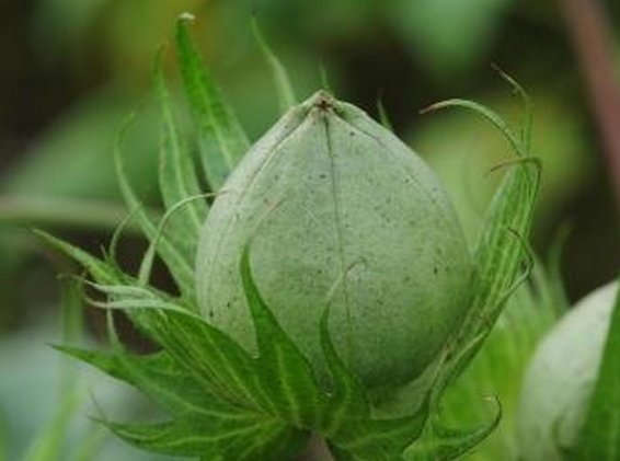 开花结桃,桃不能吃.打一物 为什么是棉花?