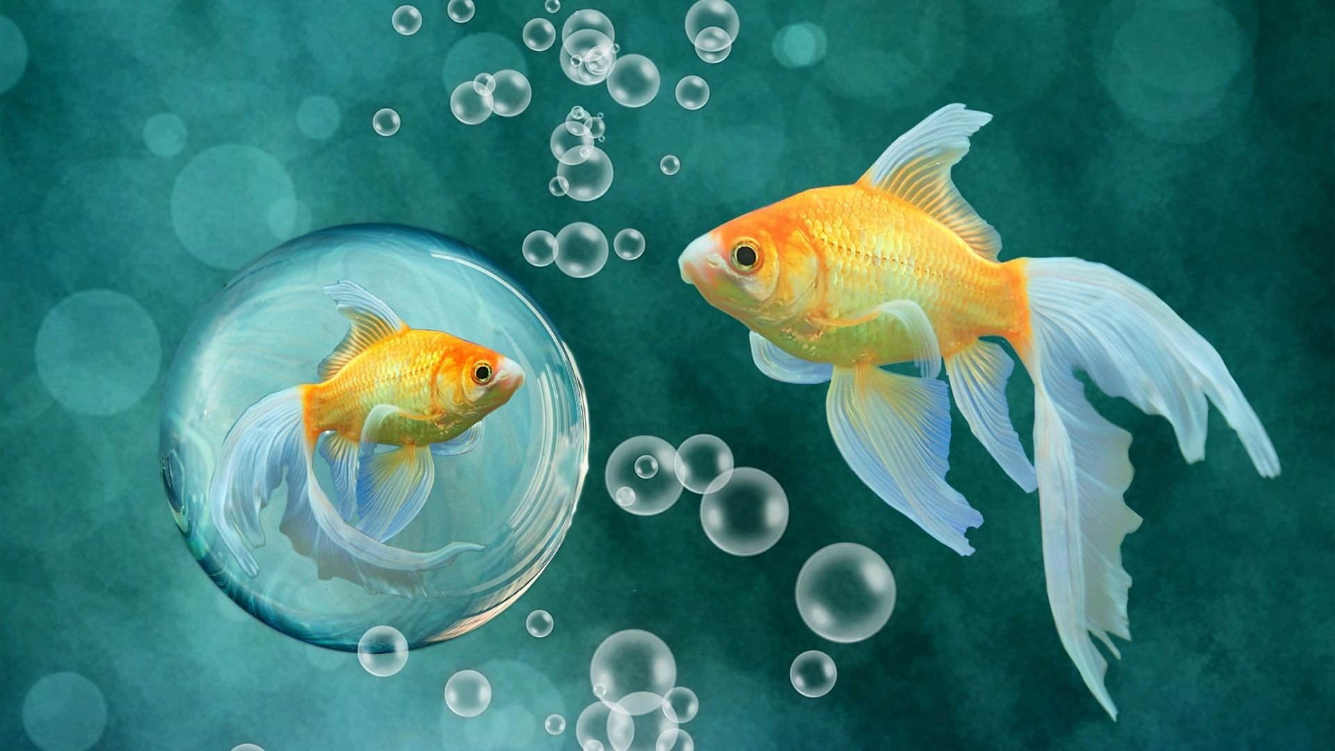 fish 的复数形式