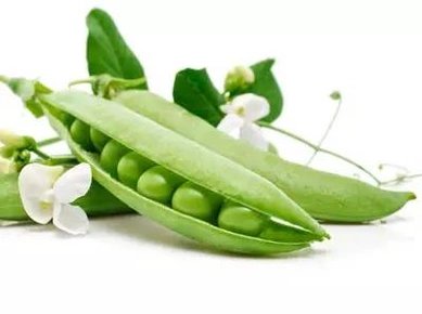 植物种子传播的方法