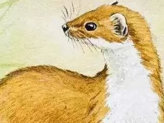 东北保家仙有哪五位?